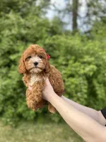 Marlee, a female Cavapoo for sale in Louisville, KY – Photo 7 of 10