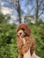 Marlee, a female Cavapoo for sale in Louisville, KY – Photo 4 of 10