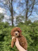 Marlee, a female Cavapoo for sale in Louisville, KY – Photo 5 of 10