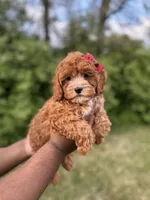 Marlee, a female Cavapoo for sale in Louisville, KY – Photo 9 of 10