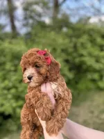 Marlee, a female Cavapoo for sale in Louisville, KY – Photo 3 of 10