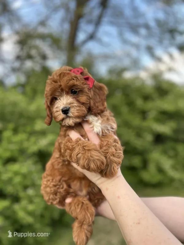 Marlee – Cavapoo puppy for sale in Louisville, KY
