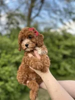 Marlee, a female Cavapoo for sale in Louisville, KY – Photo 1 of 10