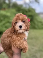 Marlee, a female Cavapoo for sale in Louisville, KY – Photo 2 of 10