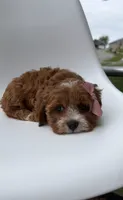 Marley, a female Cavapoo for sale in Louisville, KY – 4 of 8