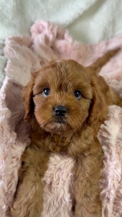 Frannie, a female Cavapoo for sale in Louisville, KY – 8 of 8