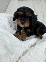 Reese 💙, a female Cavapoo for sale in Louisville, KY – 7 of 10