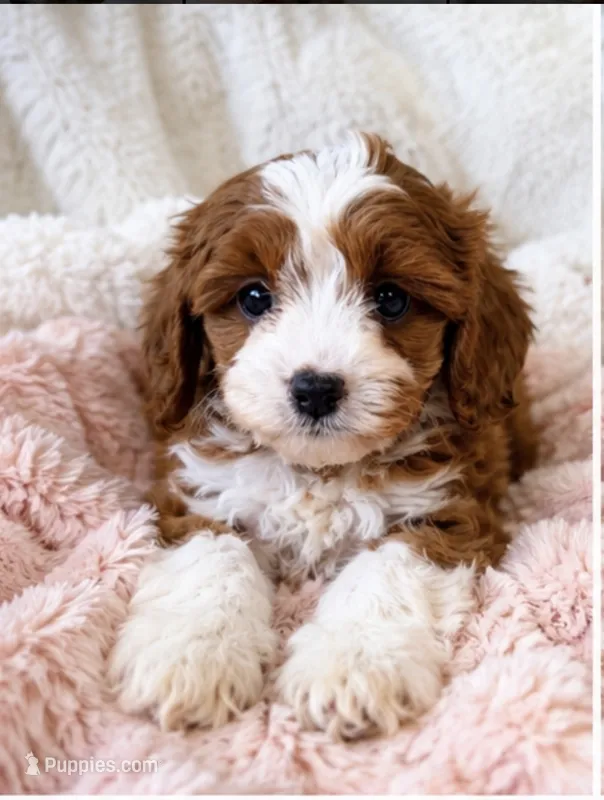 Isla – Cavapoo puppy for sale in Louisville, KY