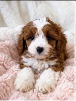Isla, a female Cavapoo for sale in Louisville, KY – 1 of 5