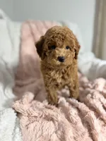Grace, a female Poodle - Toy  for sale in Louisville, KY – 4 of 10
