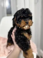 Daisy, a female Cavapoo for sale in Louisville, KY – Photo 2 of 6