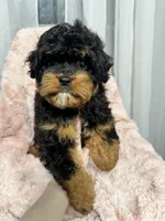 Daisy, a female Cavapoo for sale in Louisville, KY – Photo 6 of 6