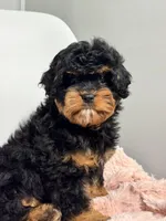 Daisy, a female Cavapoo for sale in Louisville, KY – Photo 4 of 6