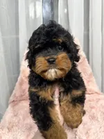 Daisy, a female Cavapoo for sale in Louisville, KY – Photo 5 of 6