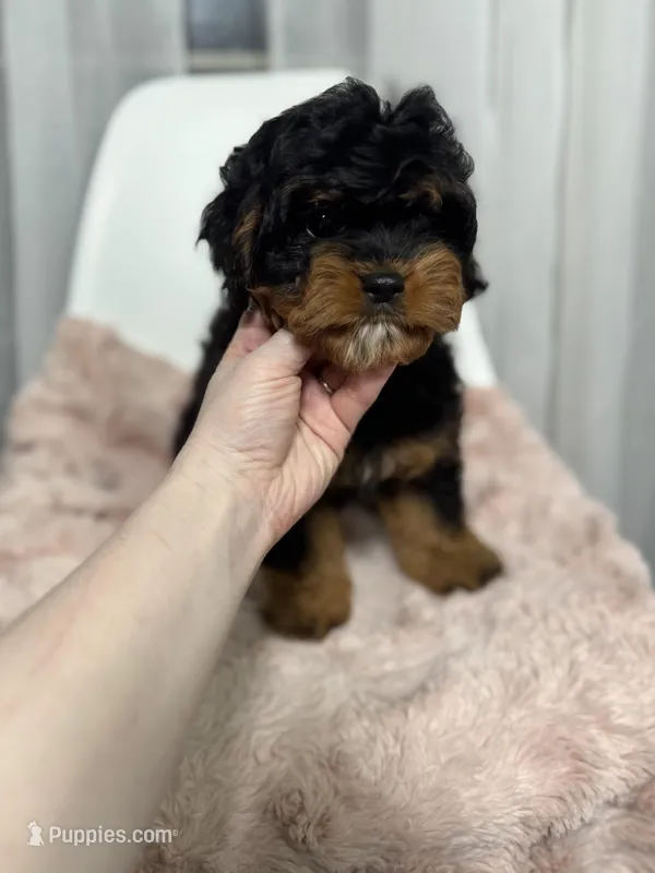 Daisy – Cavapoo puppy for sale in Louisville, KY