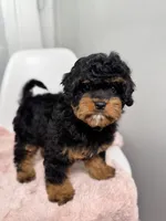 Daisy, a female Cavapoo for sale in Louisville, KY – Photo 3 of 6