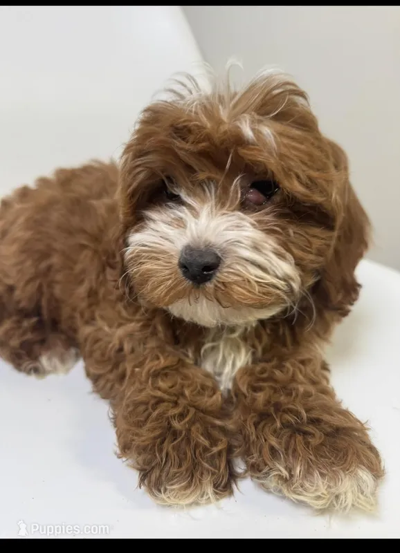 Cherry – Cavapoo puppy for sale in Louisville, KY