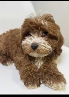 Cherry, a female Cavapoo for sale in Louisville, KY – Photo 1 of 7