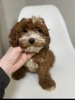 Cherry, a female Cavapoo for sale in Louisville, KY – Photo 6 of 7