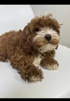 Cherry, a female Cavapoo for sale in Louisville, KY – Photo 3 of 7