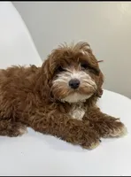 Cherry, a female Cavapoo for sale in Louisville, KY – Photo 2 of 7