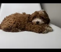 Cherry, a female Cavapoo for sale in Louisville, KY – Photo 4 of 7