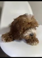 Cherry, a female Cavapoo for sale in Louisville, KY – Photo 7 of 7