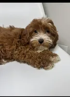 Cherry, a female Cavapoo for sale in Louisville, KY – Photo 5 of 7