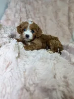 Nova , a female Cavapoo for sale in Louisville, KY – 7 of 8