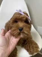 Millie , a female Cavapoo and Poodle - Miniature  for sale in Louisville, KY – Photo 7 of 8