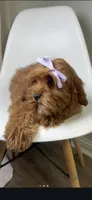 Millie , a female Cavapoo and Poodle - Miniature  for sale in Louisville, KY – Photo 6 of 8