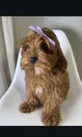 Millie , a female Cavapoo and Poodle - Miniature  for sale in Louisville, KY – Photo 2 of 8