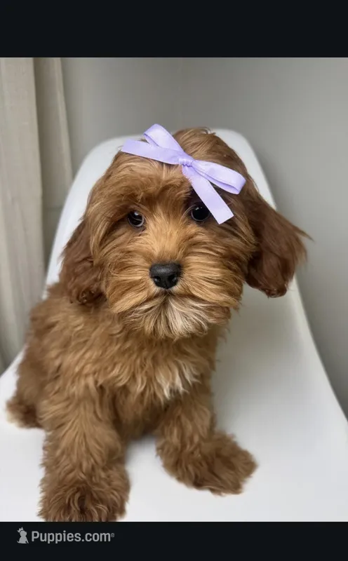 Millie  – Cavapoo, Poodle - Miniature  puppy for sale in Louisville, KY