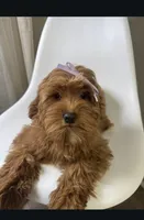 Millie , a female Cavapoo and Poodle - Miniature  for sale in Louisville, KY – Photo 8 of 8