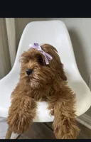 Millie , a female Cavapoo and Poodle - Miniature  for sale in Louisville, KY – Photo 5 of 8