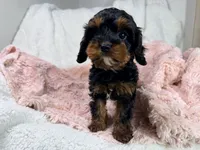 Tootsie 🎀, a female Cavapoo for sale in Louisville, KY – 5 of 10