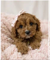 Daisy, a female Cavapoo for sale in Louisville, KY – 6 of 10