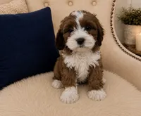 Wally, a male Cavapoo for sale in Louisville, KY – 8 of 8