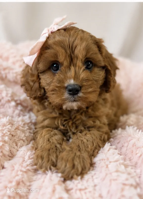 Daisy – Cavapoo puppy for sale in Louisville, KY
