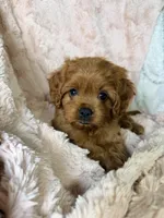 Luna , a female Cavapoo for sale in Louisville, KY – 7 of 9