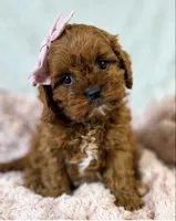 Winnie , a female Cavapoo for sale in Louisville, KY – 2 of 9