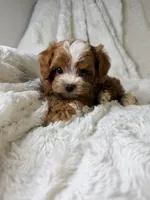 Orion, a male Cavapoo for sale in Louisville, KY – 10 of 10
