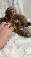 Apollo, a male Cavapoo for sale in Louisville, KY – 7 of 8