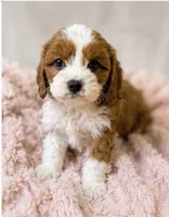 Maisie, a female Cavapoo for sale in Louisville, KY – 5 of 7