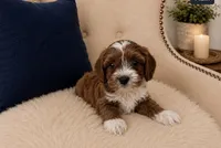 Oliver, a male Cavapoo for sale in Louisville, KY – 4 of 6