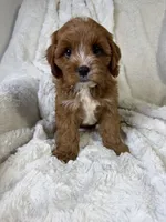 Atlas, a male Cavapoo for sale in Louisville, KY – 2 of 9