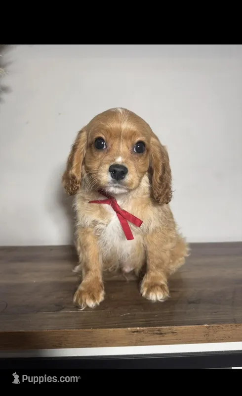 Van – Cavapoo puppy for sale in Louisville, KY