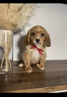 Van, a male Cavapoo for sale in Louisville, KY – Photo 2 of 9