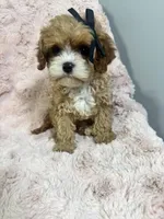 Briar, a female Cavapoo for sale in Louisville, KY – Photo 7 of 8
