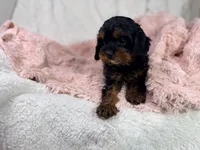 Tootsie 🎀, a female Cavapoo for sale in Louisville, KY – 3 of 10